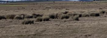 campo